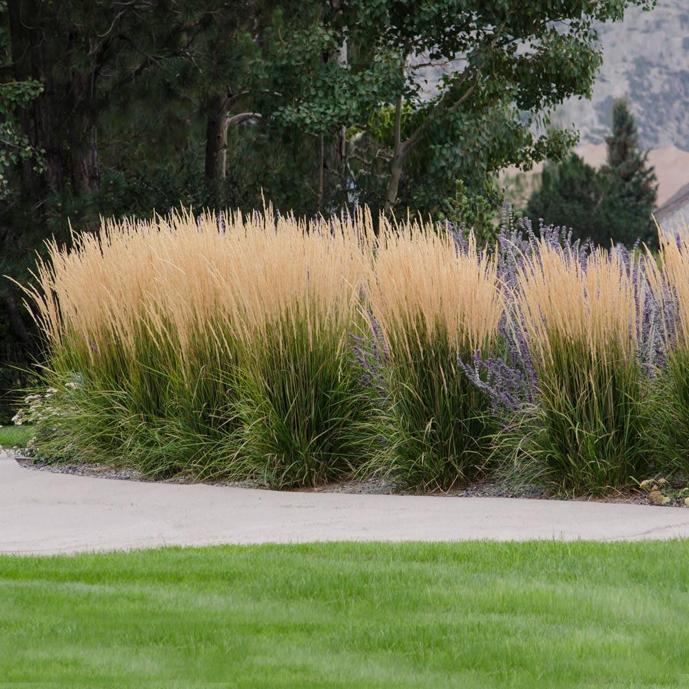 Ornamental Grasses