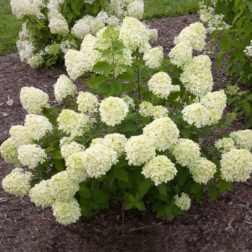 Shrubs