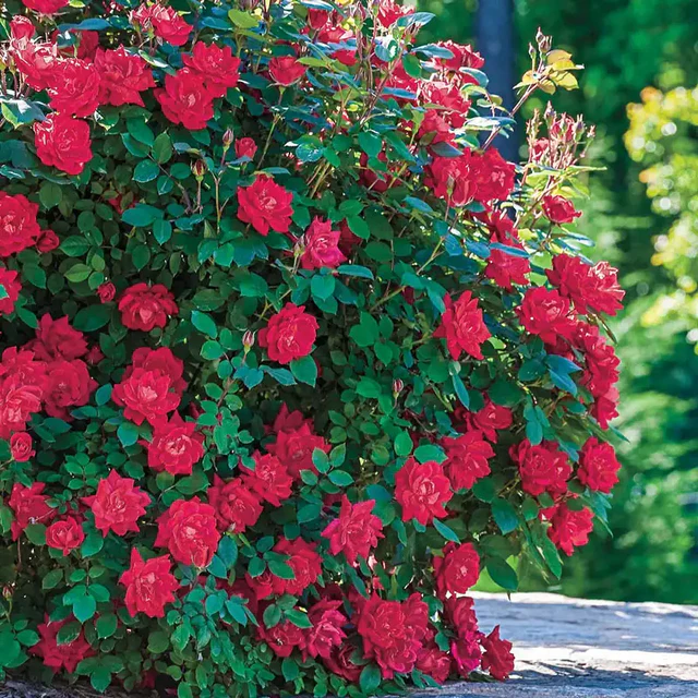 Roses
