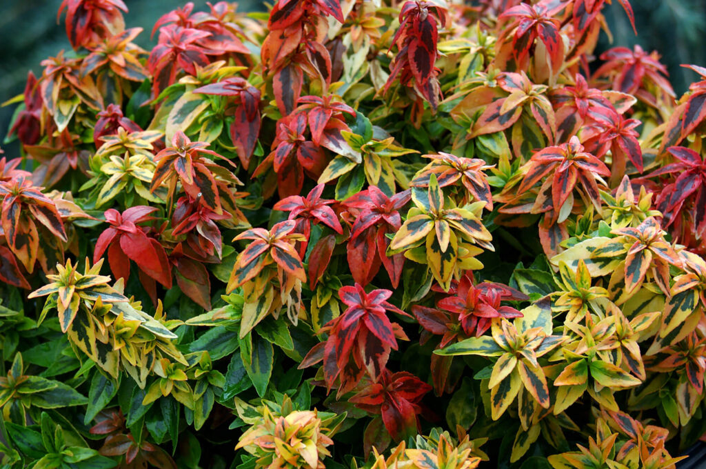 Abelia Kalediscope — Fall