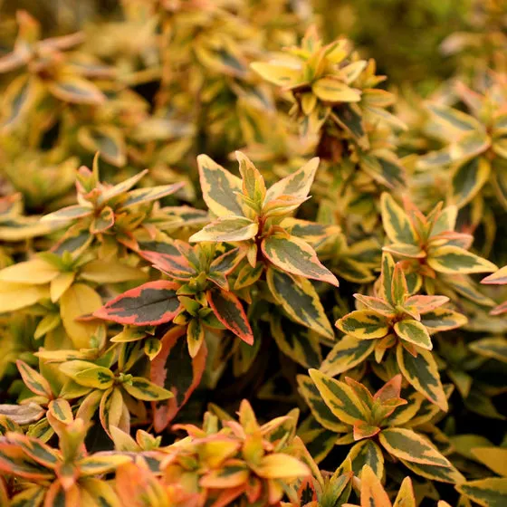 Abelia Kalediscope