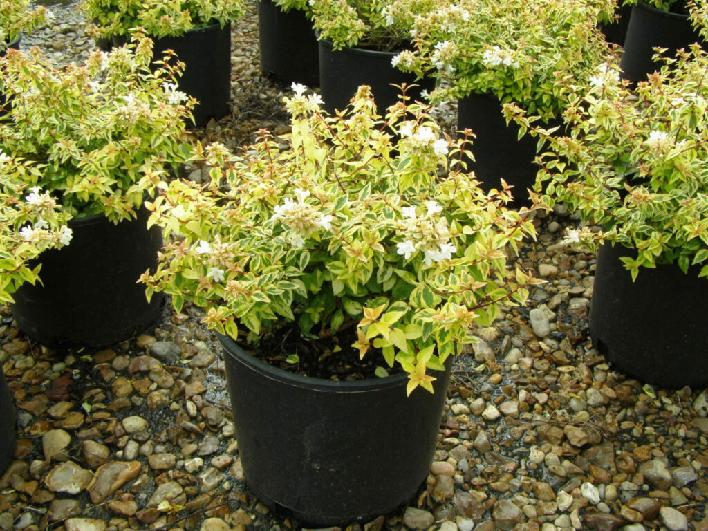 Abelia Kalediscope — Spring