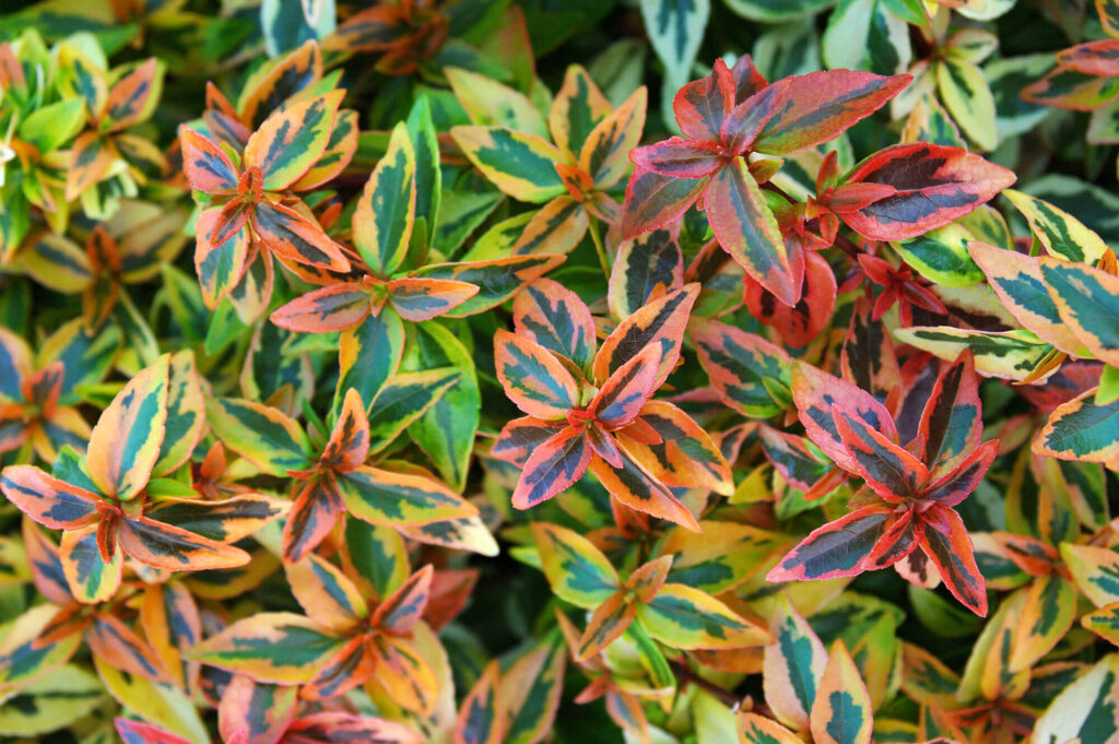 Abelia Kalediscope — Summer