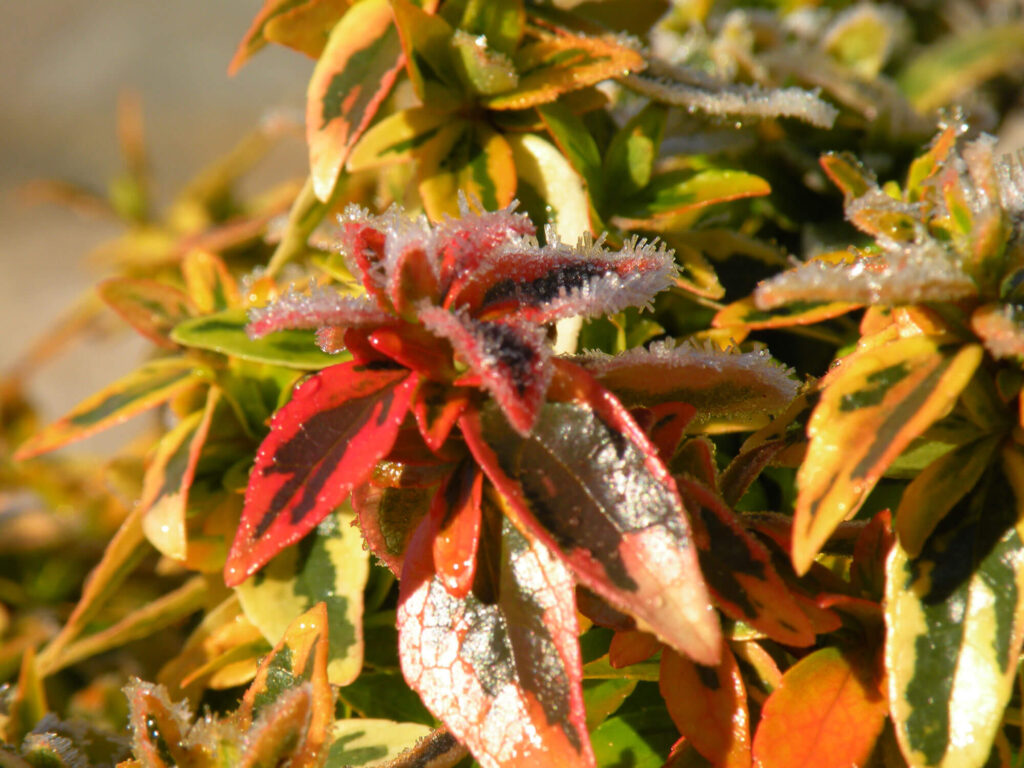 Abelia Kalediscope — Winter