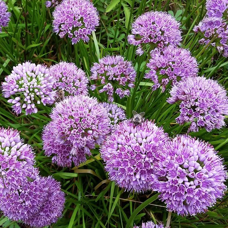 Perennials