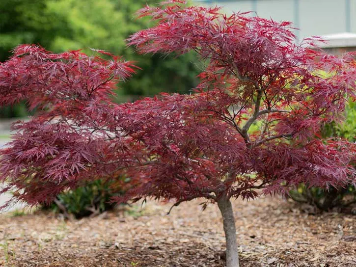 Ornamental & Shade Trees